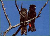 Redtailed Black Cockatoo